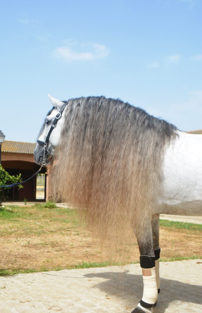 Caballo sano con crines largas y brillantes en invierno que no se rasca gracias a la prevención natural contra la rasquiña de HierbaSvet.