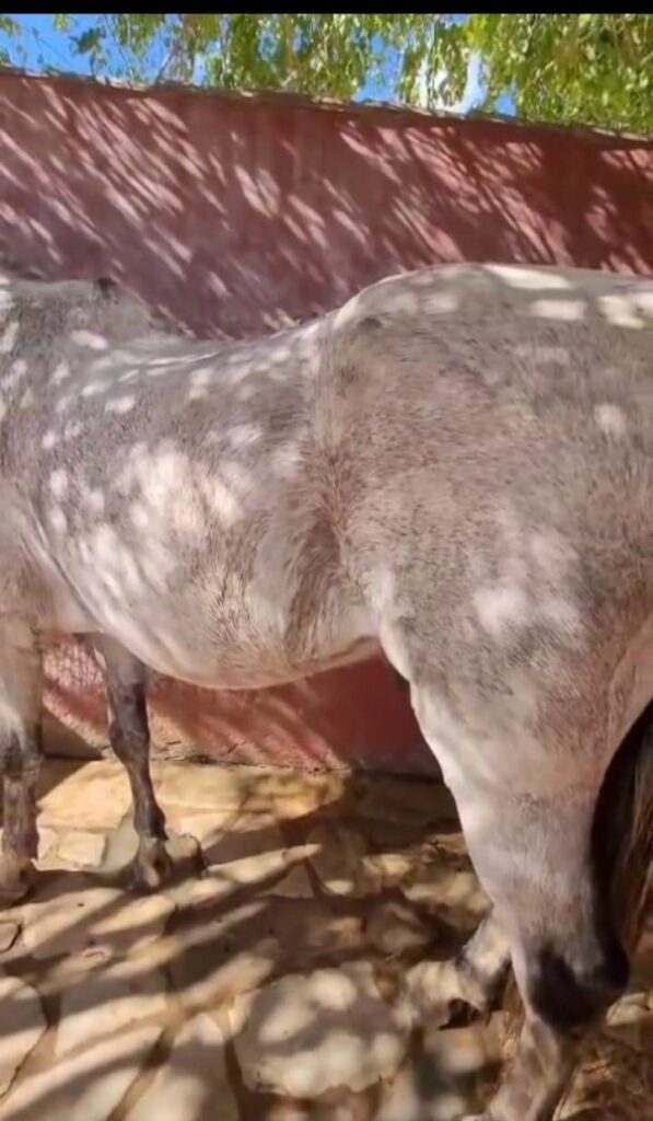 Guía para el metabolismo del caballo: soluciones naturales para caballos delgados que no engordan o tienen falta de energía.