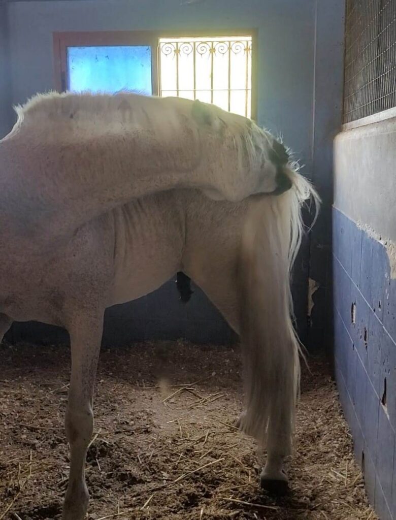 Guía para caballos con picor y rasquiña en las crines y la cola: soluciones naturales de HierbaSvet.