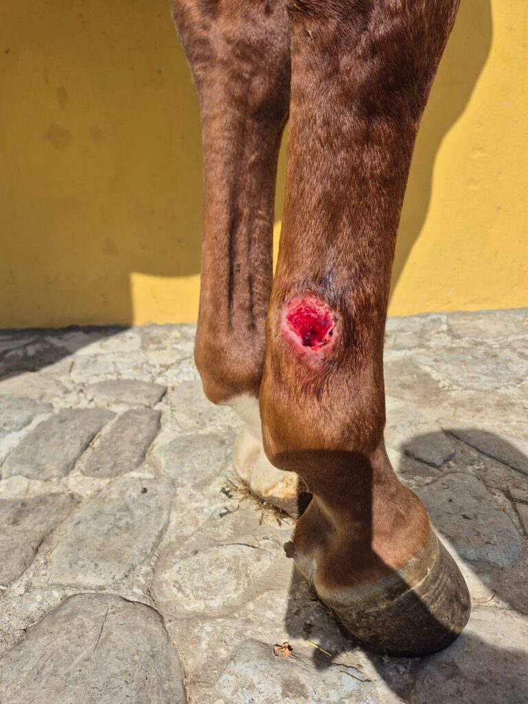 Herida de verano abierta e inflamada en la piel de un caballo antes del tratamiento