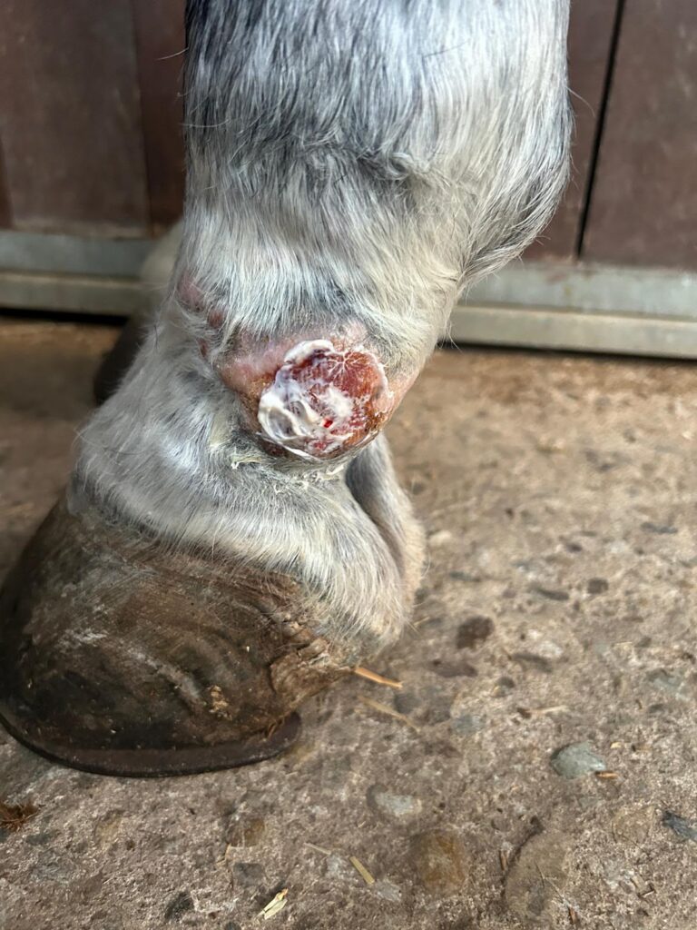 Tratamiento natural para heridas de verano en caballos: cómo acelerar la cicatrización limpia de llagas y eccemas en la piel.