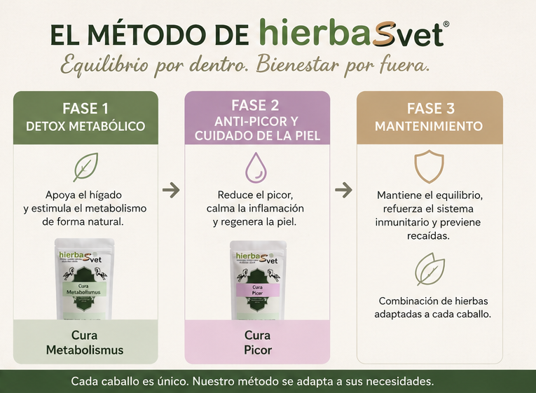 El Método de HierbaSvet: Tratamiento en 3 fases para el eccema estival y picor en caballos